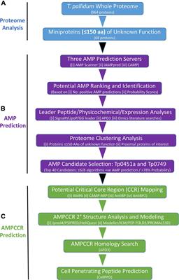 Identification and Functional Characterization of Peptides With Antimicrobial Activity From the Syphilis Spirochete, Treponema pallidum